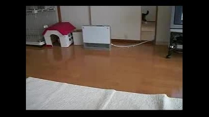котка с маска