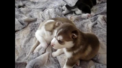 Husky puppy