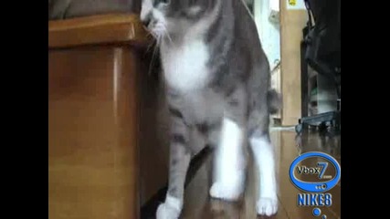 Дебнеща котка