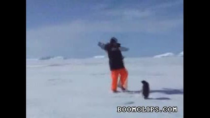 Ядосан пингвин бута човек на земята!