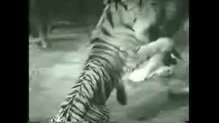 Real Tiger Vs Lion Scene