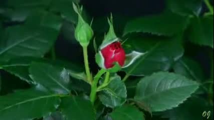 Ernesto Cortazar - Between thorns and Roses -