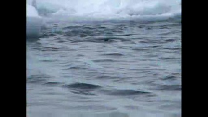 National Geographic - Animal Winter Games - Race To The Ice