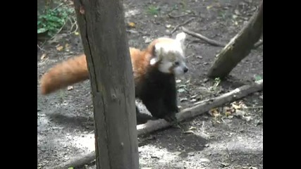 baby red panda 