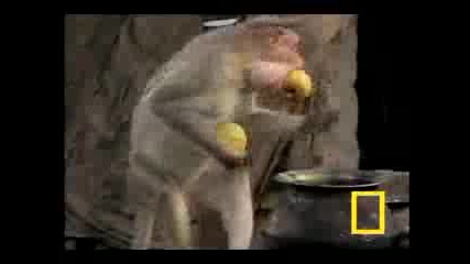 National Geographic - Гладни Маймуни