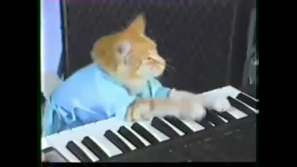 Cool Cat playing the keys - Котка свири на пияно 