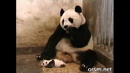 Бебе панда киха!!! 