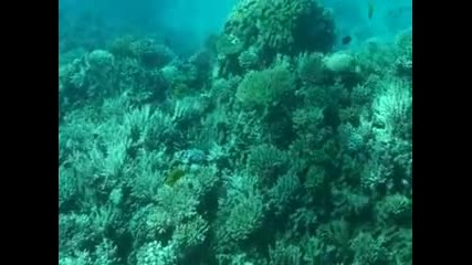 Из дълбините на Червено море