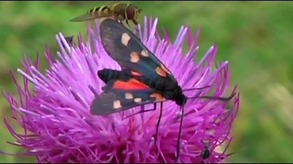 Into the Nature - La Danza della Natura 