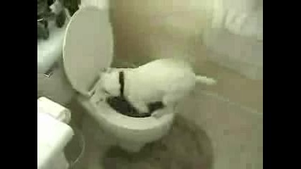 Куче Ровещо В Тоалетната