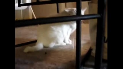 Don t Pet this Kitty Pt. 3