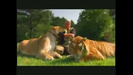 Liontiger and Liger Compared
