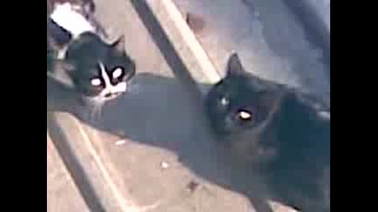 Котараци.3gp