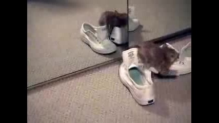 Котенце, Огледало И Обувки