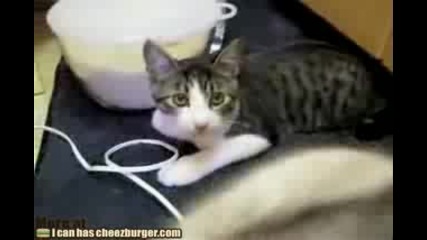 Котка vs Вентилатор голям смях