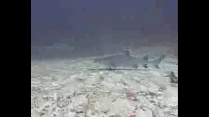 Тайландски Акули