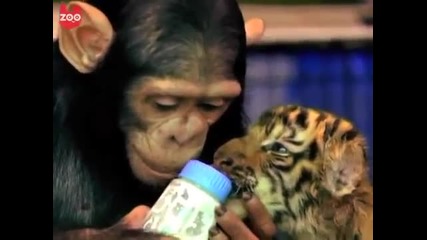 Шимпанзе храни бебета тигри с бутилка мляко