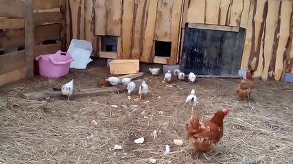 Бързо прибиране на пилета в кокошарник - Русия