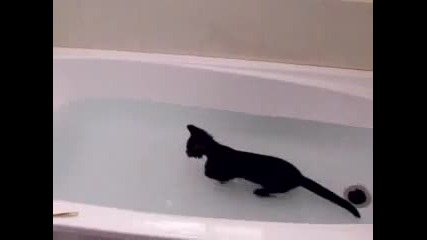 Луда котка си играе в водата 