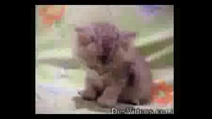 Сладко Котенце