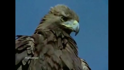Abba - Eagle + prevod