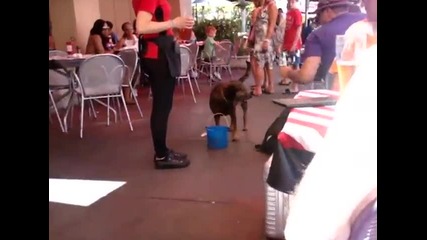 Куче събира пари от хората