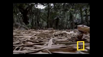 Cobra Vs. Rat Snake