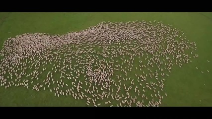 Овце на паша, заснети с дрон- Удивителна гледка!
