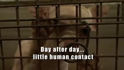 Puppies Arent Products Featuring Rachelle Lefevre Psa 60 