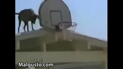 Куче вкарва кош след кош