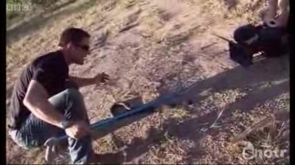 Как се лови жива кобра :) 