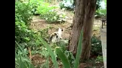 Мойте котенца... 