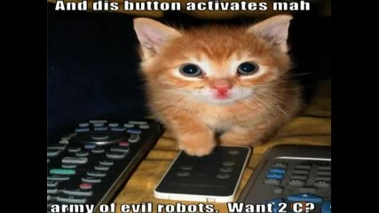 Very Funny Cats 45