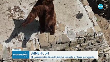 Как ще изкарат зимата мечките в зоопарка в Стара Загора (ВИДЕО)