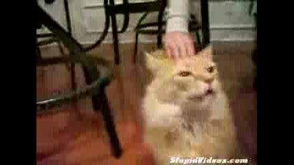 Луда Котка Пее!