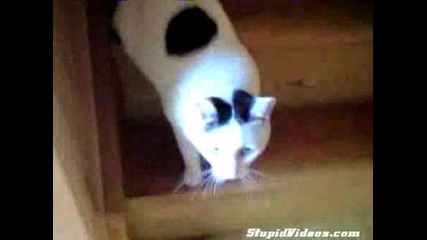 Котка Си Играе И Търкаля По Стълбите
