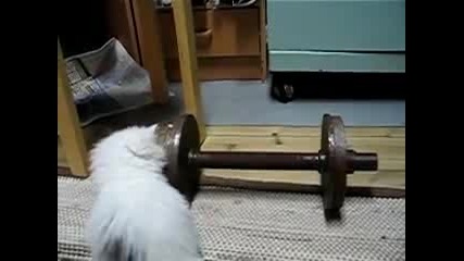 котка културист 