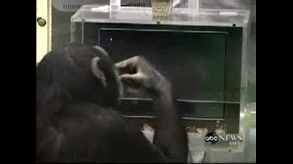 Шимпанзе Е По - Умно От Човек