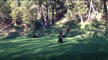 Палаво мече се забавлява на зелена полянка голф игрище