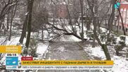 След снеговалежа в Пловдив: Съборени огромни дървета и клони и премазани коли