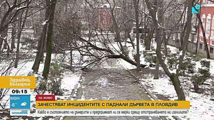 След снеговалежа в Пловдив: Съборени огромни дървета и клони и премазани коли