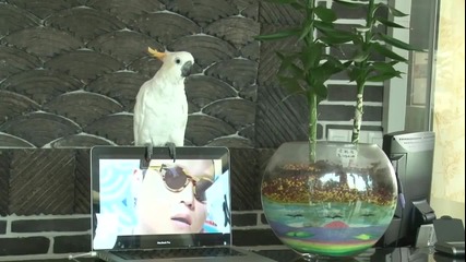 Луд папагал пee Gangnam Style