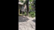 Паднали дървета в Пловдив