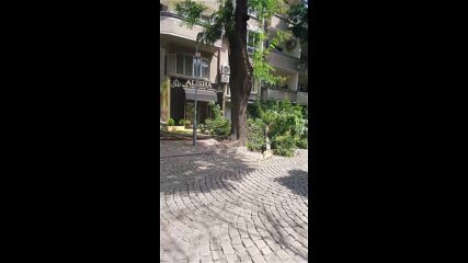 Паднали дървета в Пловдив