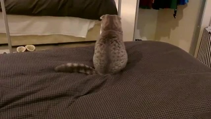 Коте атакува опашката си:)