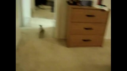 The Real Energizer Bunny 