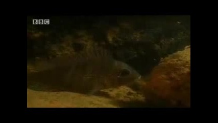 Armoured catfish living in the Amazon - Bbc wildlife 