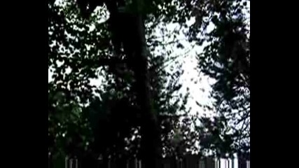 Васко изкачва дървото на празника на Козарско