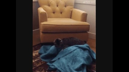 Коте изненадва куче, смях!