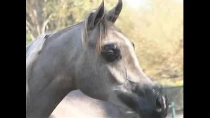 Horses Arabian #4 Арабски Кон 